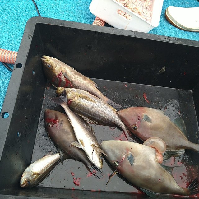 イサキ・ウマヅラ(ウマヅラハギ)