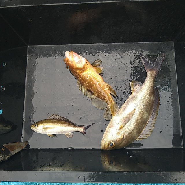 キジハタ・イサキ