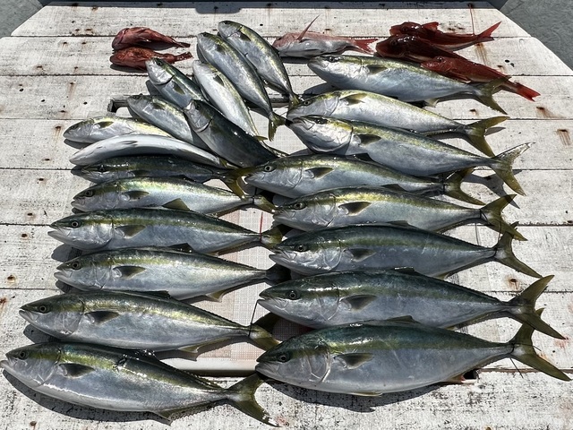 マダイ・ワカシ(ブリ)・イナダ(ブリ)・カサゴ・ホウボウ