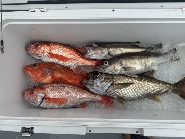 クロムツ・アカムツ