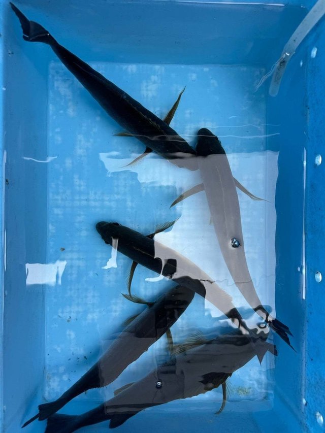 サバ(ゴマサバ)