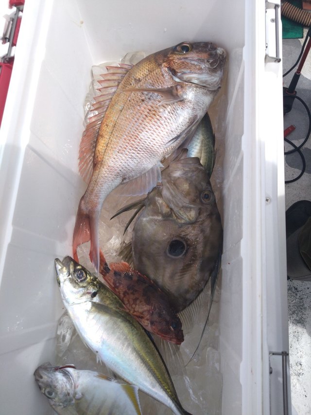 マダイ・アジ(マアジ)・カイワリ・カサゴ・マトウダイ