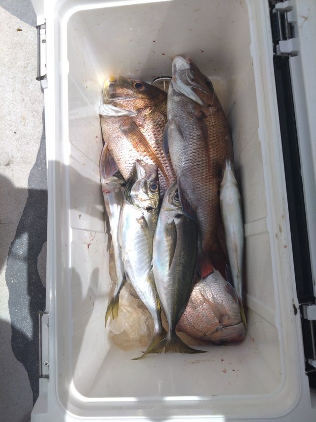 マダイ・アジ(マアジ)