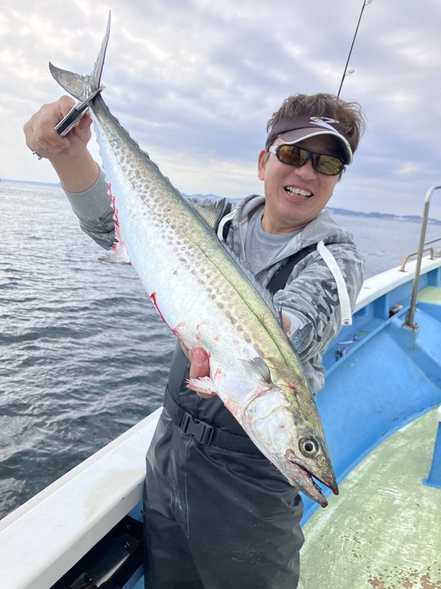 サゴシ(サワラ)