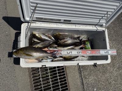 イサギ(イサキ)