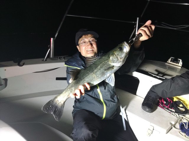 シーバス(スズキ)