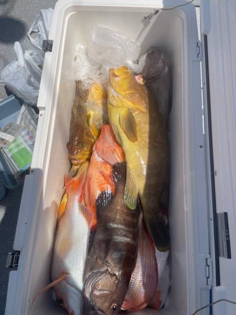 レンコ(キダイ)・タカバ(マハタ)・アオナ(アオハタ)・チカメ(チカメキントキ)