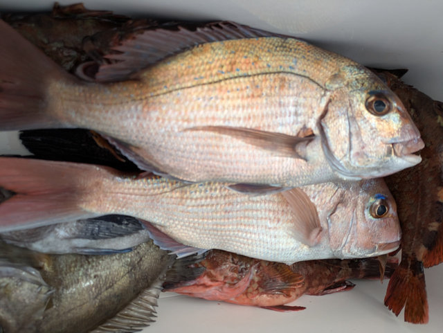 マダイ・カサゴ