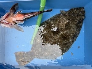 カサゴ・ヒラメ