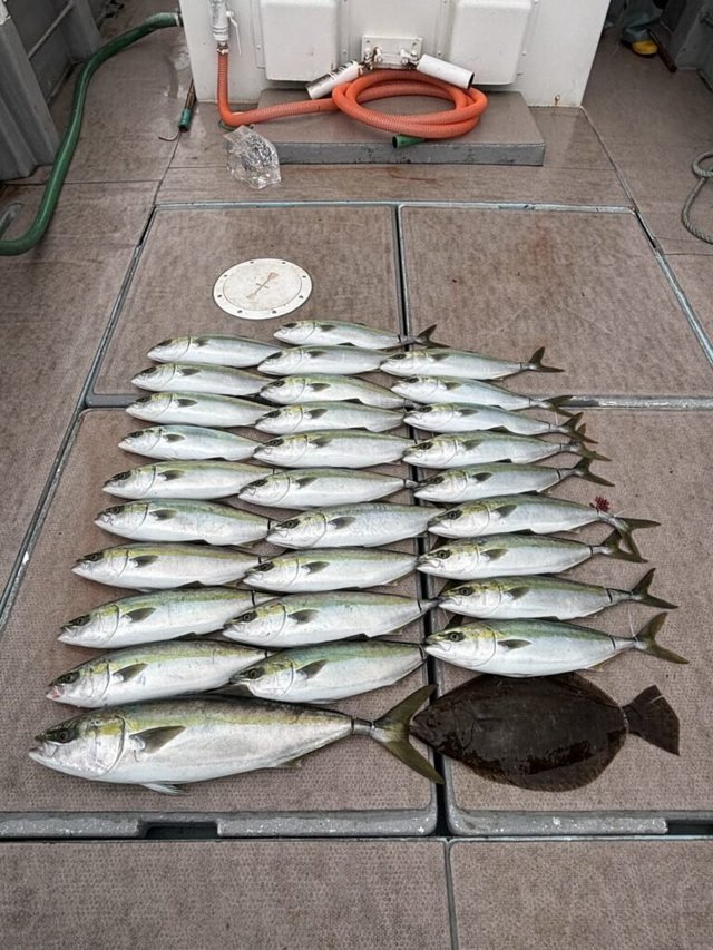 ワラサ(ブリ)・ハマチ(ブリ)・ヒラメ