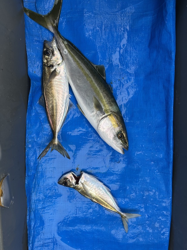 アジ(マアジ)・ハマチ(ブリ)