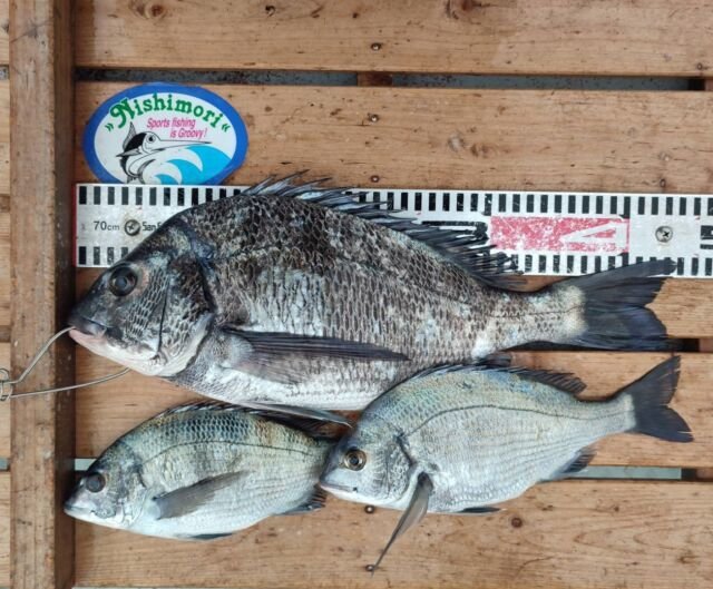 チヌ(クロダイ)