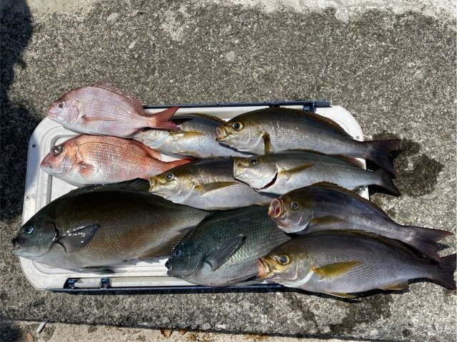 マダイ・メジナ・イサキ