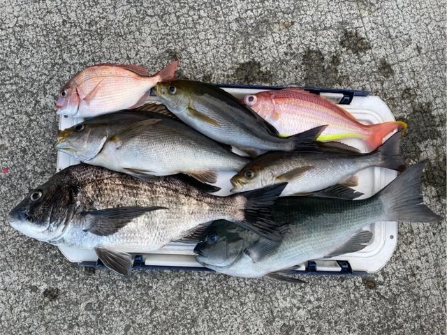 マダイ・クロダイ・メジナ・イサキ・イトヨリ(イトヨリダイ)