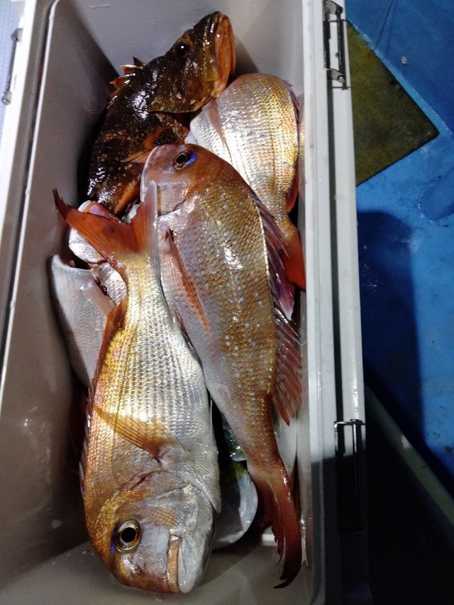 マダイ・カサゴ