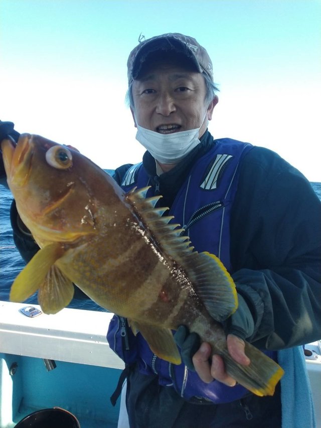 アオナ(アオハタ)