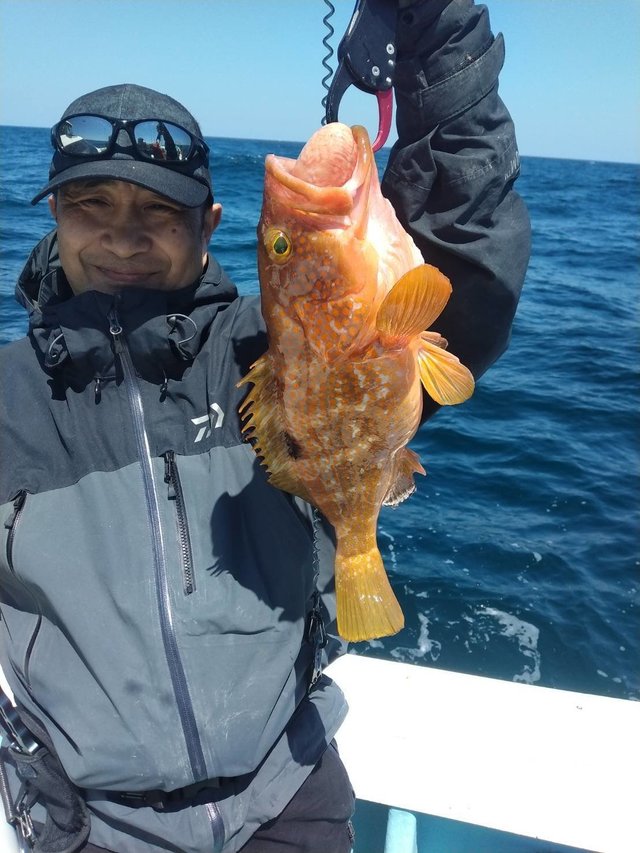 アコウ(キジハタ)