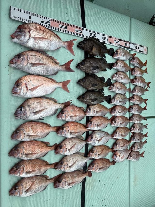 マダイ・メバル