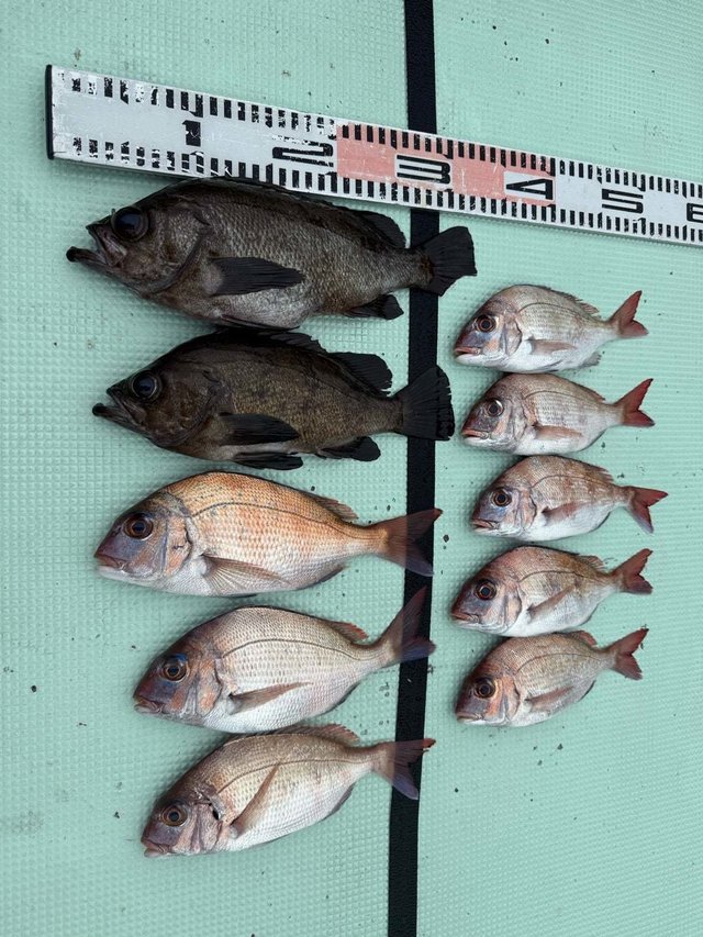 マダイ・メバル