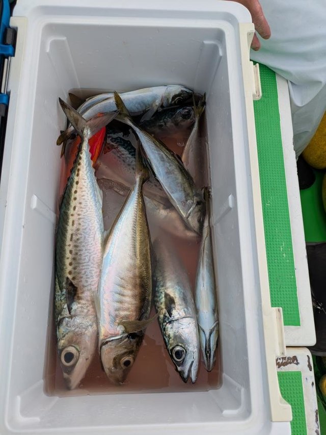 アジ(マアジ)・サバ(マサバ)・サバ(ゴマサバ)