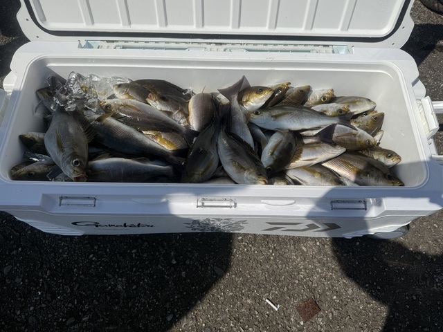 イサギ(イサキ)