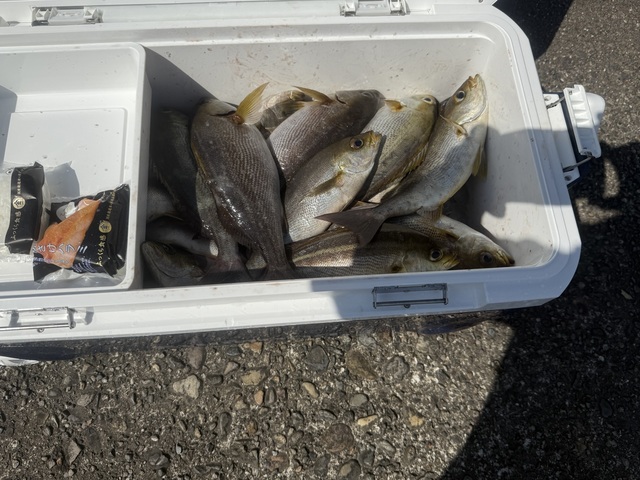 イサギ(イサキ)