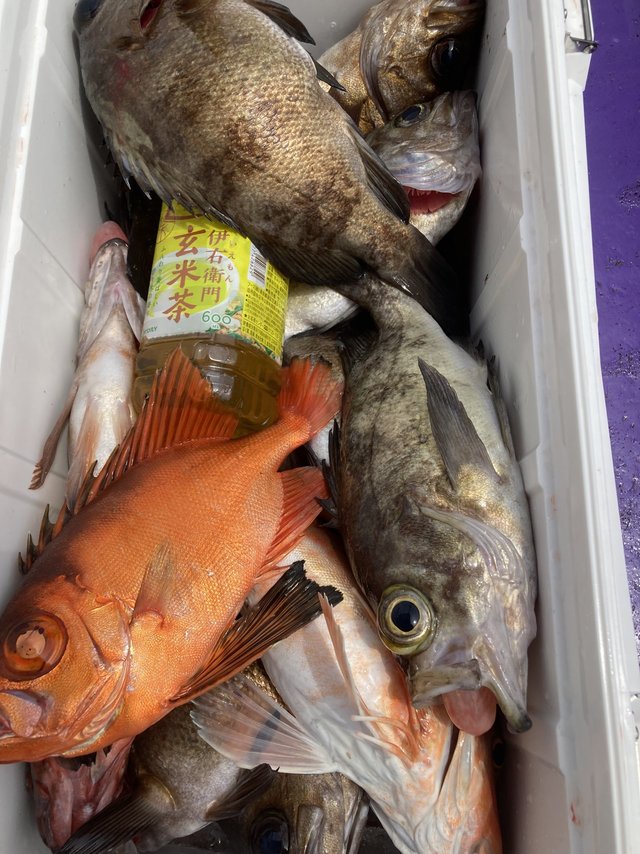 キントキ(チカメキントキ)・メバル