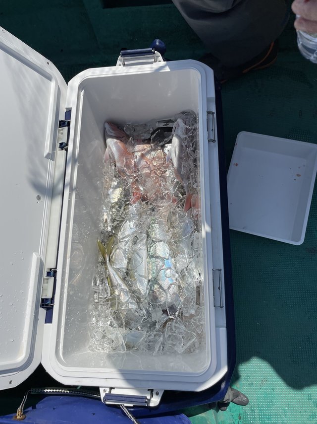 チャリコ(マダイ)・マアジ・サバ(ゴマサバ)