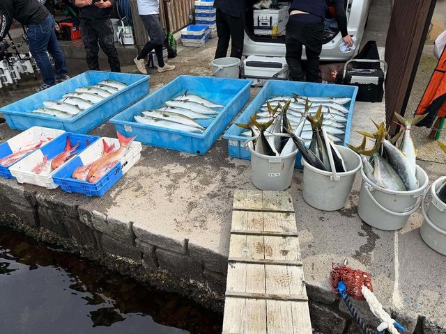 マダイ・ブリ・メジロ(ブリ)