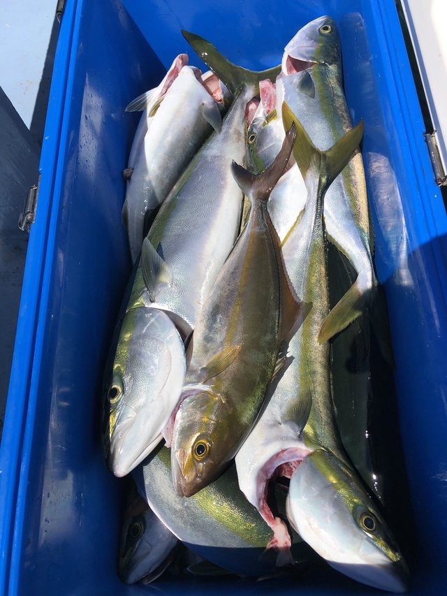 イナダ(ブリ)・ワラサ(ブリ)