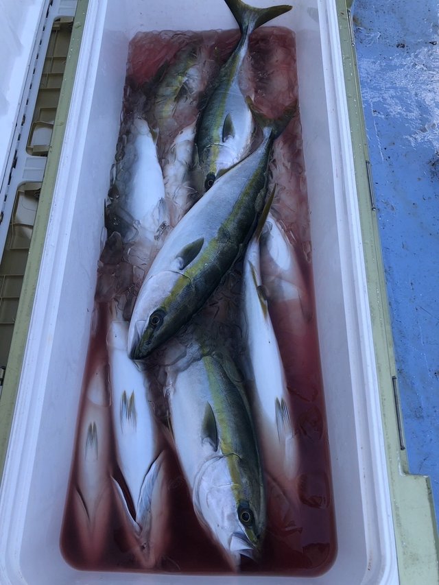 イナダ(ブリ)・ワラサ(ブリ)