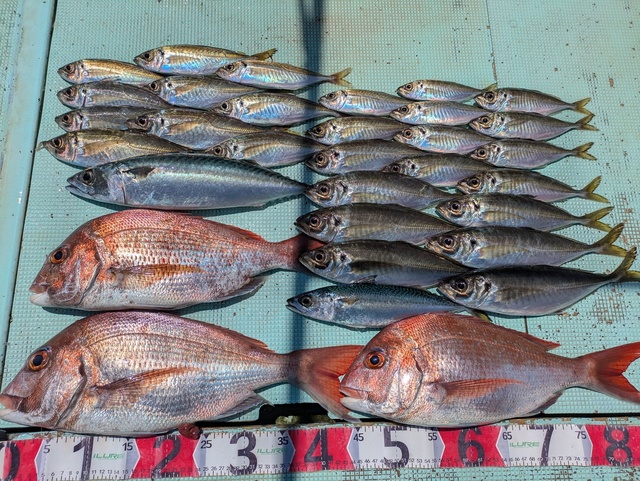 タイ(マダイ)・アジ(マアジ)・マサバ