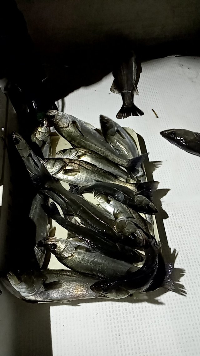 シーバス(スズキ)