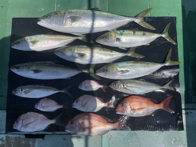 マダイ・マアジ・ハマチ(ブリ)