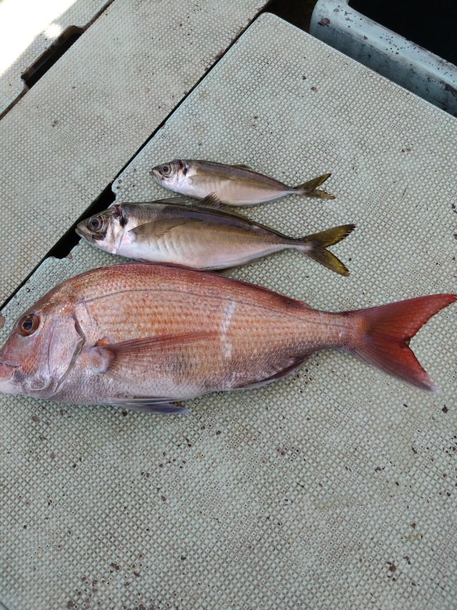 タイ(マダイ)・アジ(マアジ)