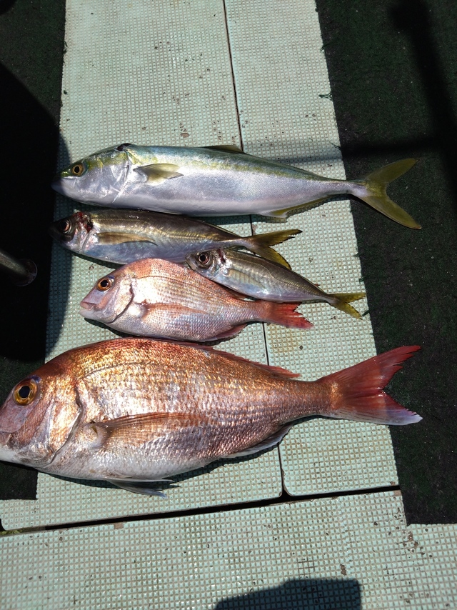 タイ(マダイ)・アジ(マアジ)・ハマチ(ブリ)