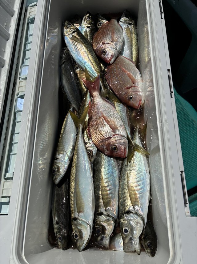 マダイ・マアジ