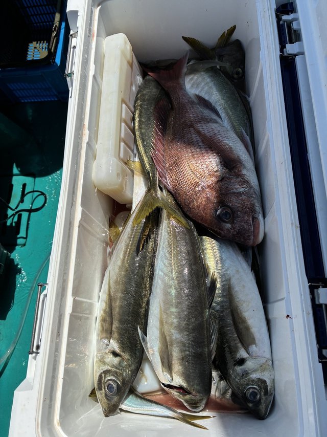 マダイ・マアジ