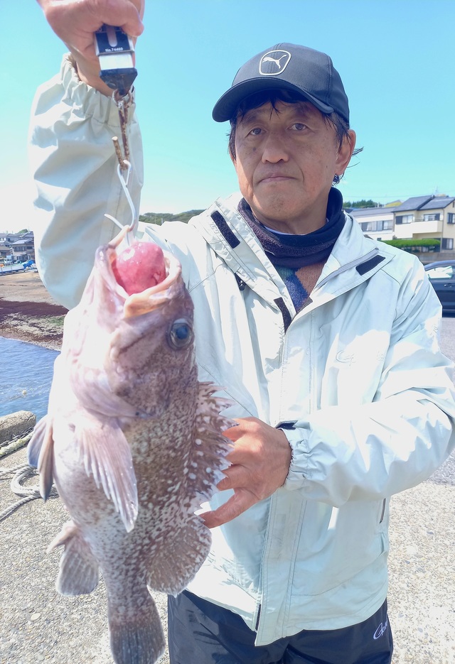 ソイ(クロソイ)