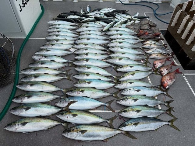 マダイ・ハマチ(ブリ)・マトウダイ