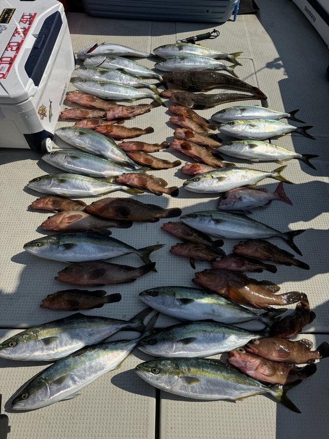 マダイ・アコウ(キジハタ)・ハマチ(ブリ)・マゴチ