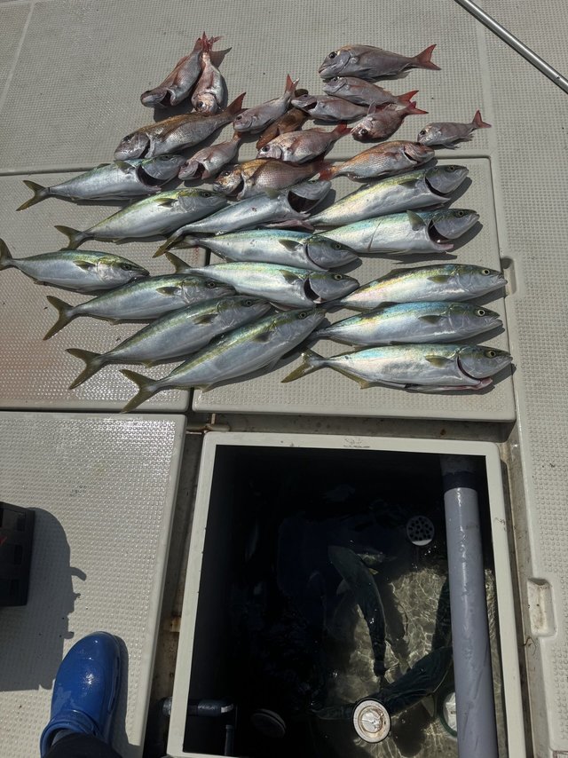 マダイ・ハマチ(ブリ)