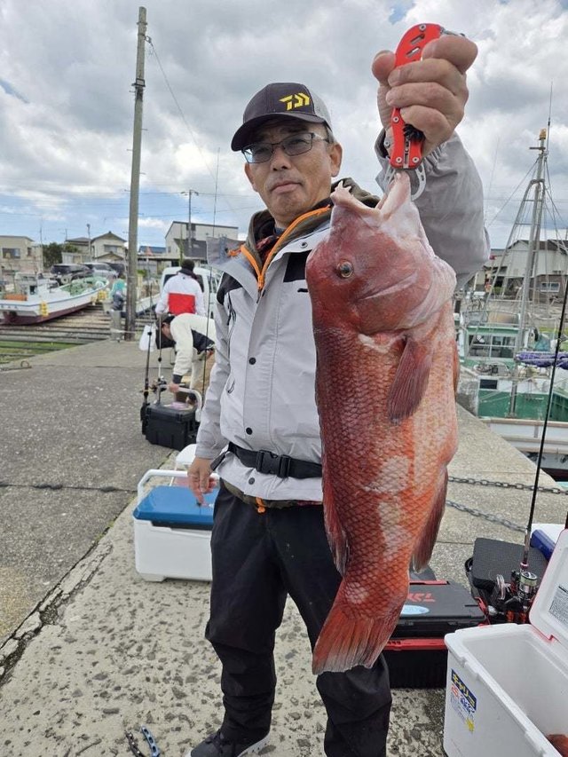 カンダイ(コブダイ)