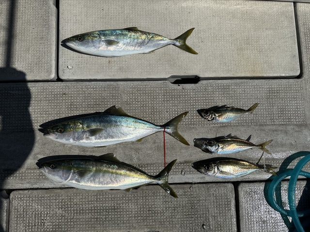 アジ(マアジ)・ハマチ(ブリ)