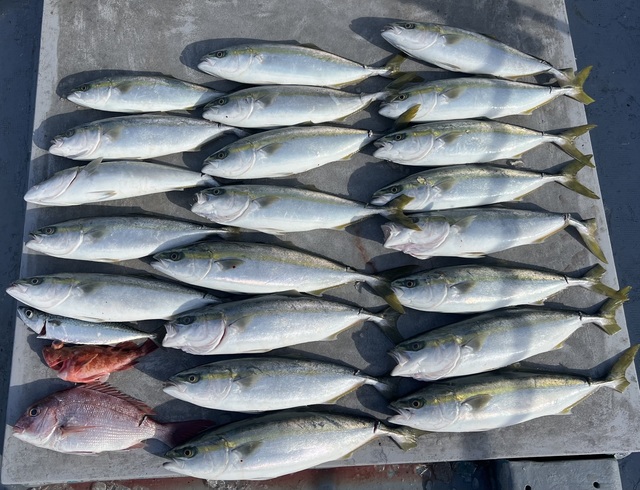 マダイ・ハマチ(ブリ)