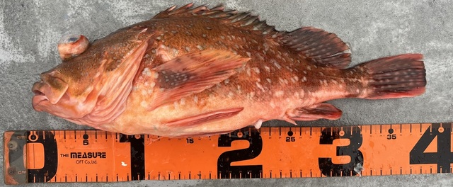 ウッカリカサゴ