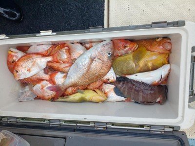 レンコダイ(キダイ)・マハタ・アオハタ