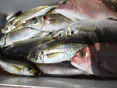 マダイ・アジ(マアジ)