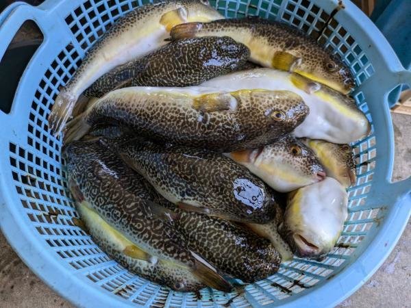 ショウサイフグ