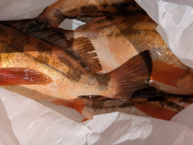 オキメバル(ウスメバル)